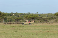 Game drive safaris offer you great opportunities to see the wildlife in Mara Naboisho Conservancy
