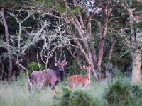 Nyala near Zululand Lodge