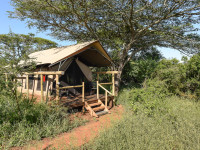 Safari tent