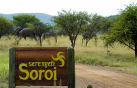 Elephants near Mbali Mbali Soroi Serengeti Lodge 