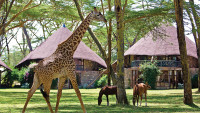 Naivasha lake Nakuru safari