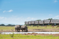 A pair of white rhinos at the watering hole