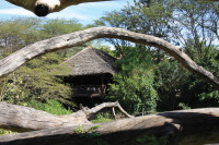 fly in safari masai mara