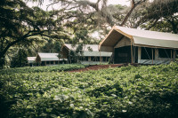 A unique tented camp creation set under Acacia trees 