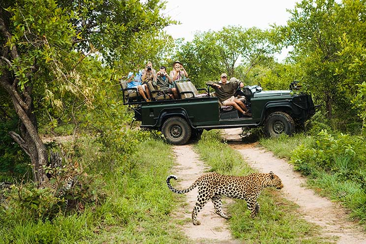 When Is the Best Time To Go on Safari in Africa?