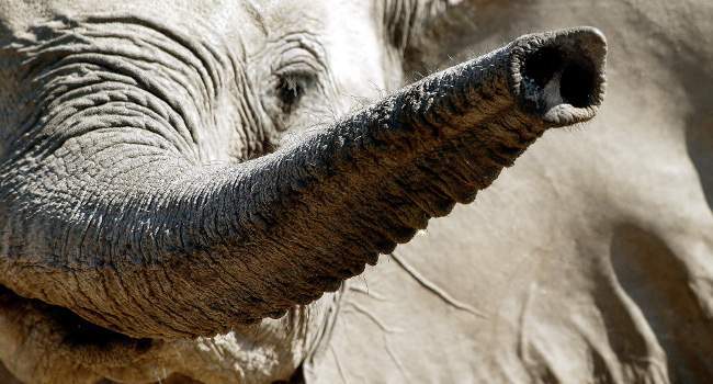 Trunk Call in Shamwari Game Reserve