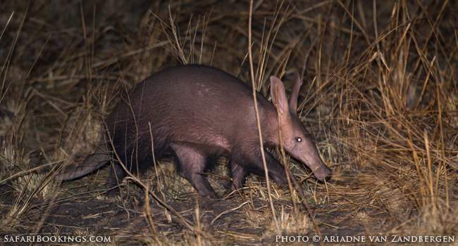 5 Fascinating Facts About the Aardvark