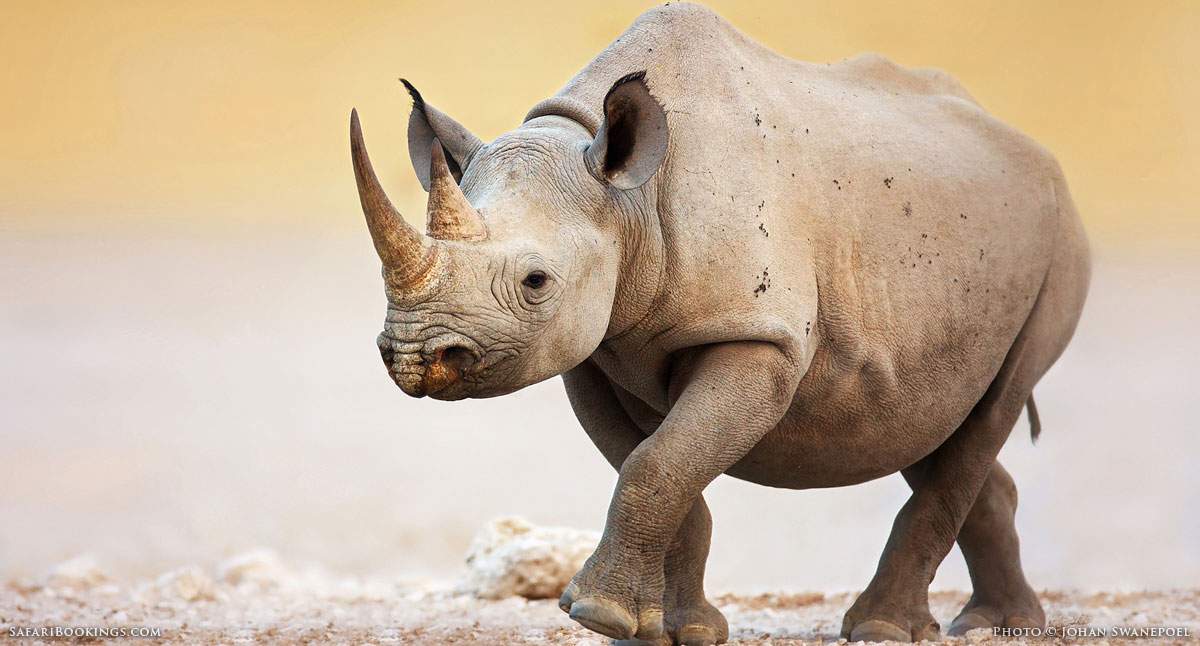 rhinoceros facts