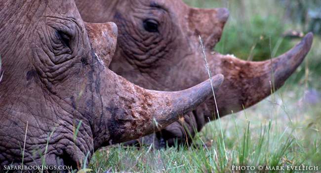 To Trade or Not To Trade Rhino Horns