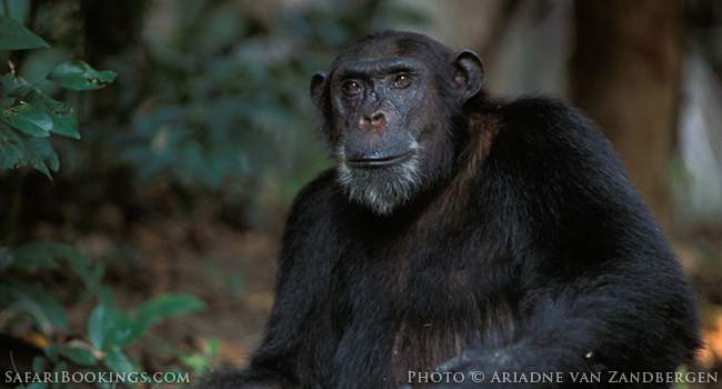 Chimp Tracking in Mahale Mountains