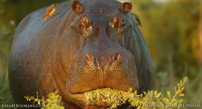 A Hippo and Me