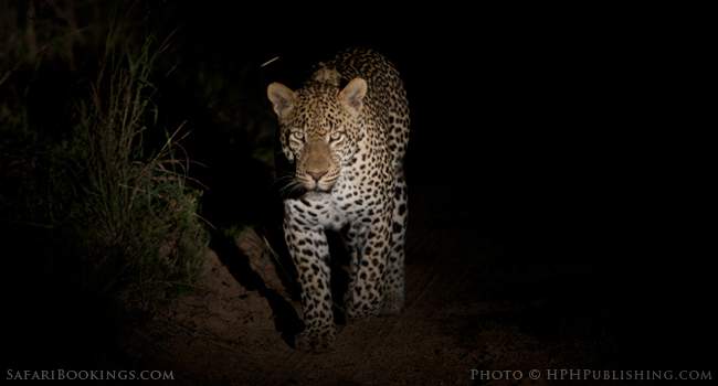 Tracking Leopards With a Master in South Luangwa