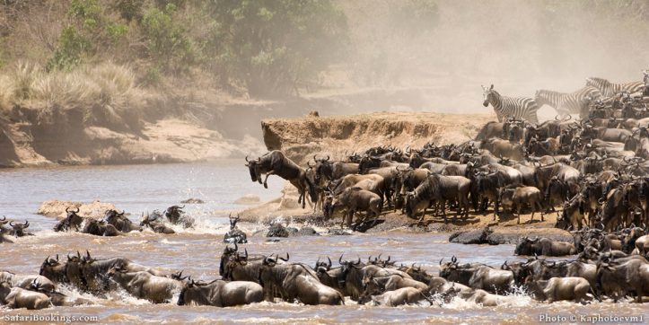 A Wildebeest River Crossing in the Serengeti