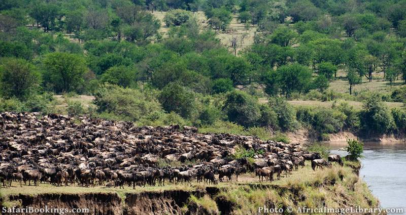 AVZ-Wildebeest migration at the Mara River
