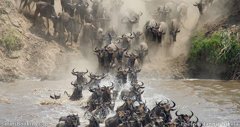 Wildebeest crossing the Mara river during the great migration