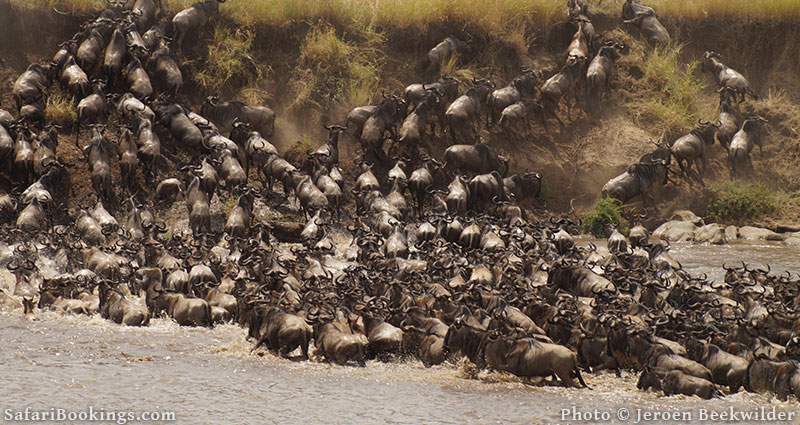 Wildebeest crossing the Mara River during the great migration