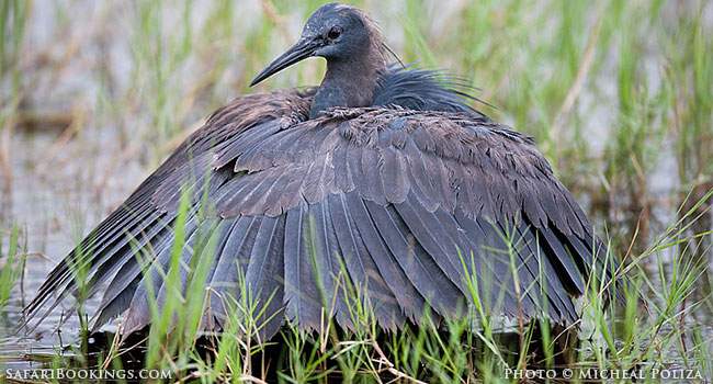 Birdwatchers: Are They Really Human Beings?