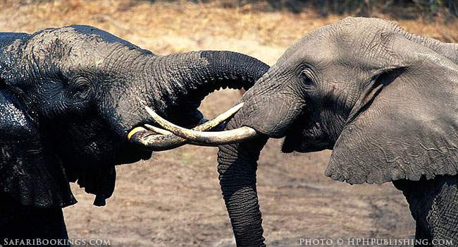 Safari Possibilities in Namibia, Secrets Part 2