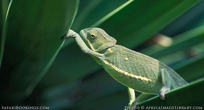 5 Fascinating Facts About the Flapneck Chameleon