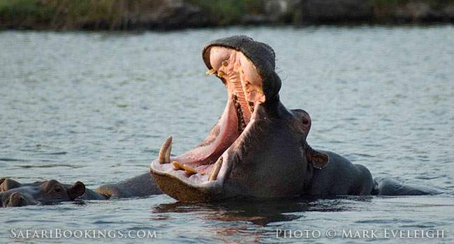 Hippos, Crocodiles and More at Mana Pools NP