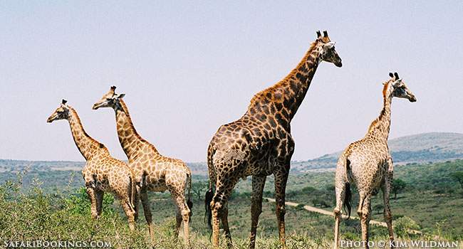 Neck and Neck in Hluhluwe-Umfolozi Game Reserve