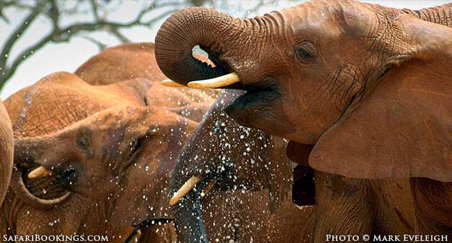 The Red Elephants on Parade in Tsavo National Park