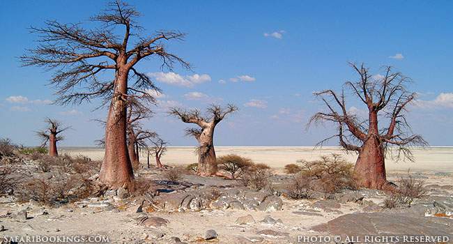 Planet Baobab in Makgadikgadi Pans
