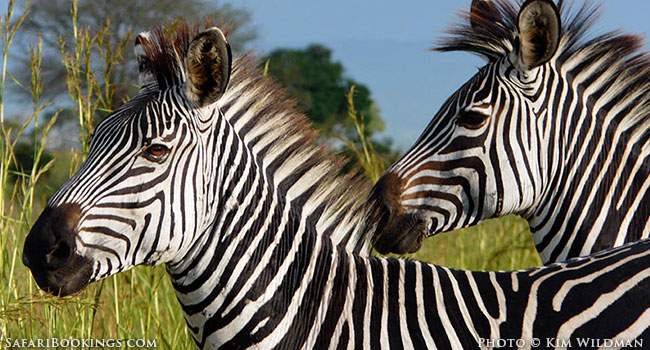 Ruaha National Park in Tanzania