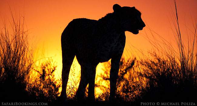 Innovation & Change in Southern Africa’s Safari Industry