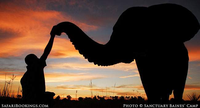 Learn Bush Skills And Elephant Lore