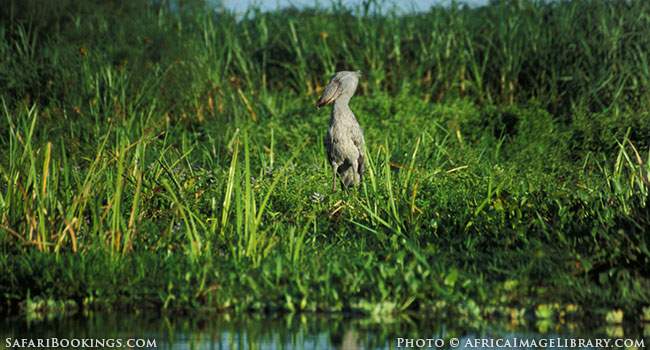 Sighting a Shoebill on the Swamp-Lined Nile