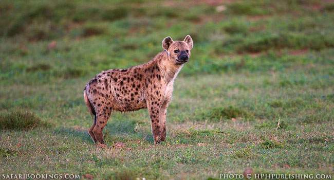 5 Fascinating Facts About the Spotted Hyena
