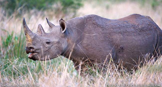 Safari Secrets Part 1: Swaziland