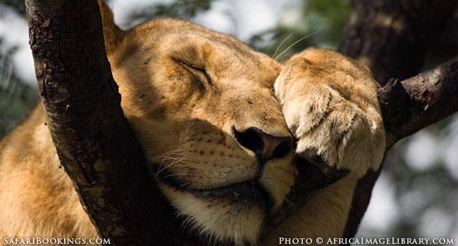 A Bird, a Plane... or a Tree-Climbing Lion?