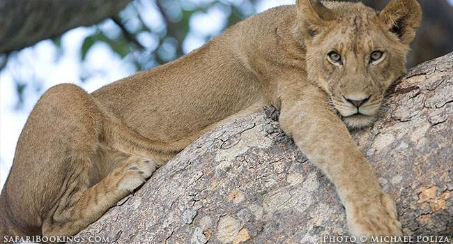 Watching Tree-Climbing Lions in Saadani N.P.