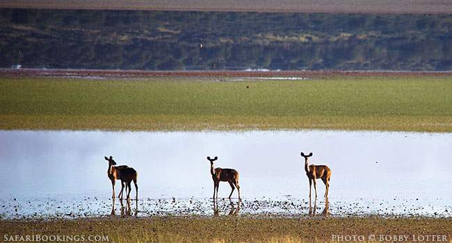 Transfrontier Parks in Southern Africa