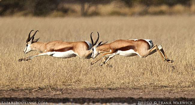 Khutse Game Reserve in Botswana