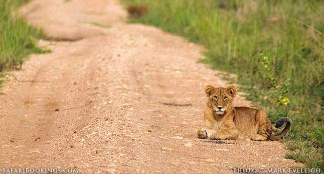 King of the Kalahari