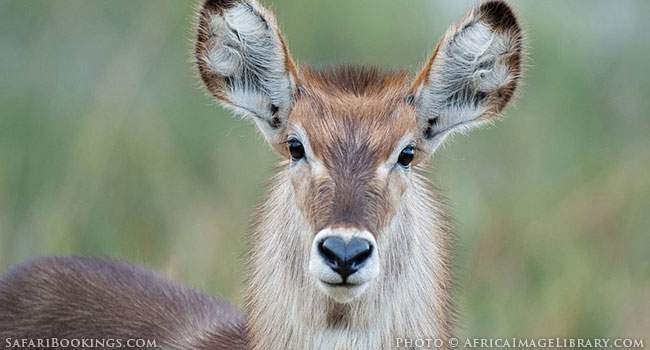 Malawi: Safari Secrets Part 3