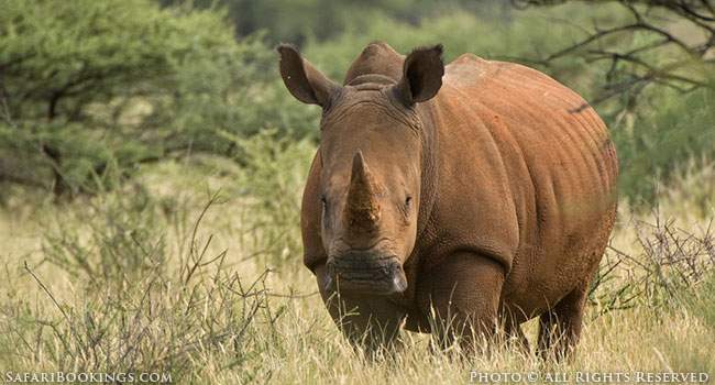 Rhinos, Buffalos and Antelopes Roam Mokala National Park