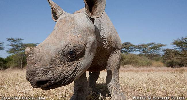 Rhino Poaching: The Facts & The Crime