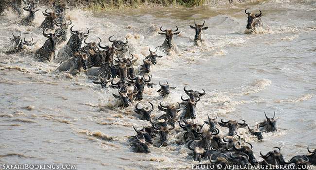 Wildebeest Migration