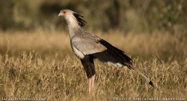 5 Fascinating Facts About the Secretary Bird