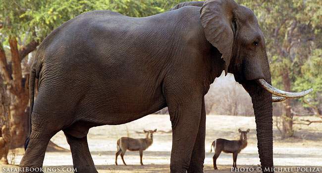 5 Fascinating Facts About the African Elephant