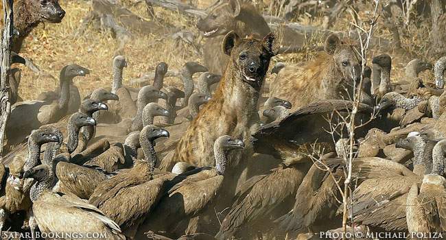 How to Avoid the Crowds in Kruger National Park