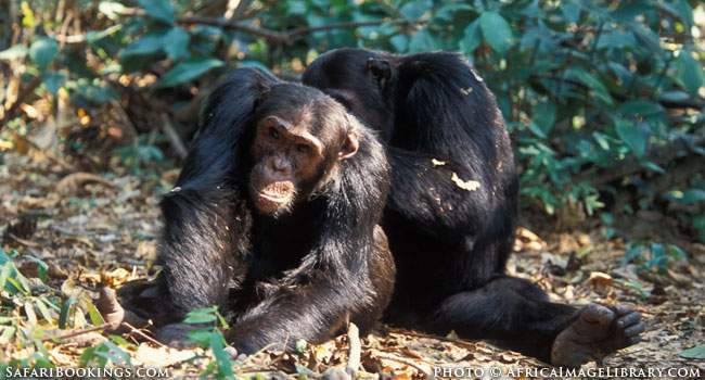 Surrounded by Chimpanzees