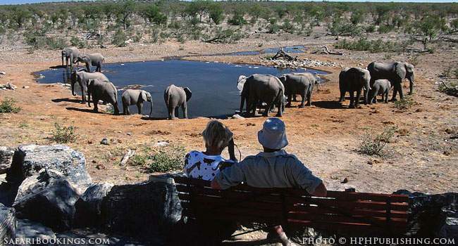 Letting the Animals Come to You! Namibia's Lazy Safari
