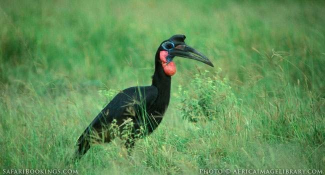 5 Fascinating Facts About the Ground Hornbill