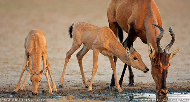 Kgalagadi Transfrontier Park – Staking Out Waterholes