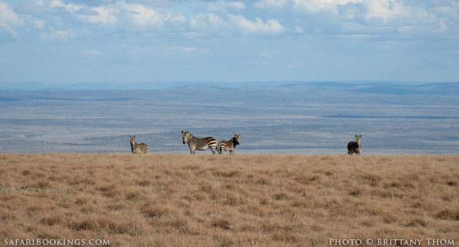 A secret Serengeti in the midst of the Great Karoo
